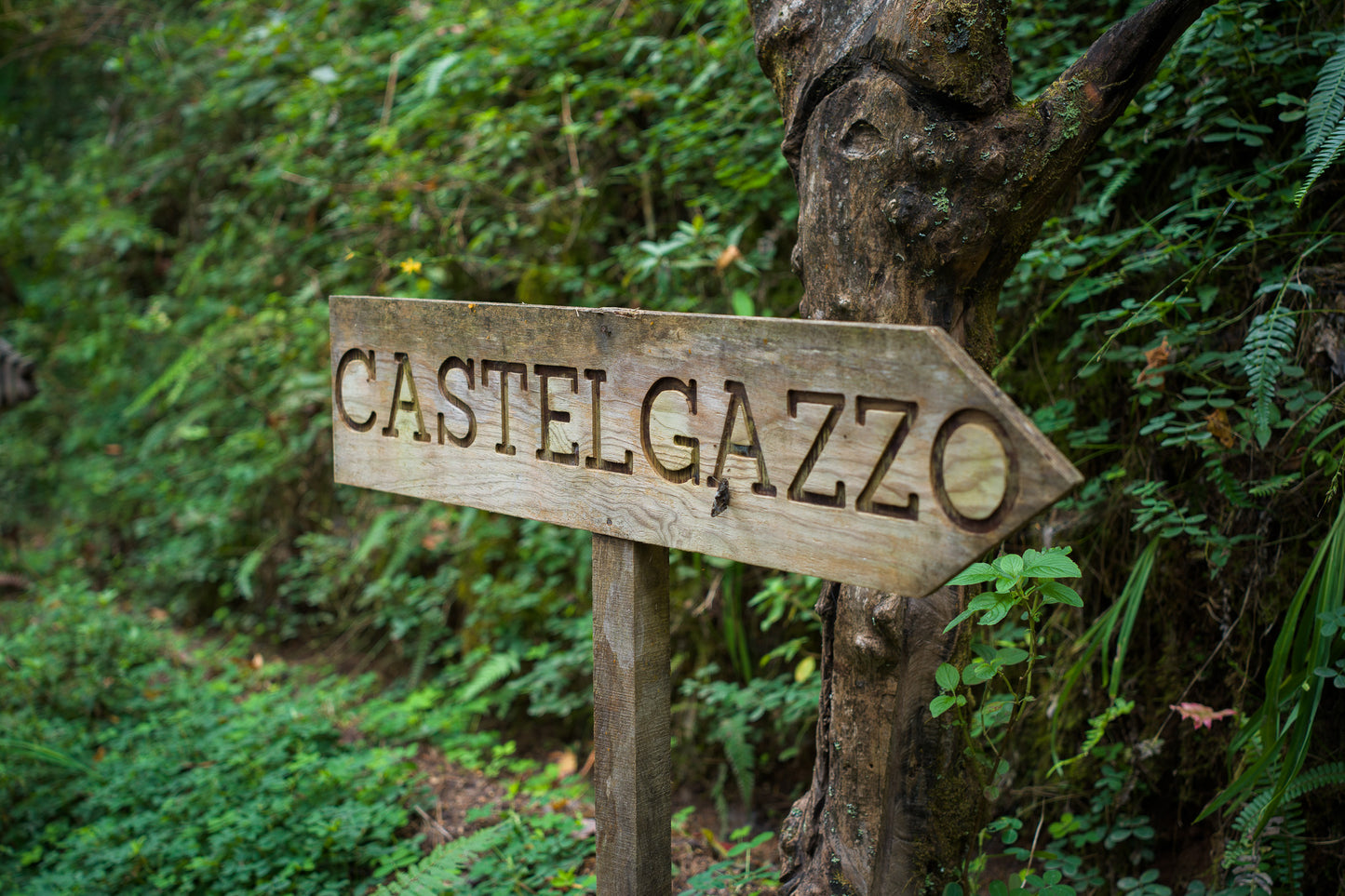 EL SALVADOR Castelgazzo SL Washed 150g