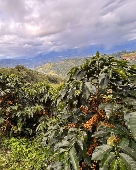 COLOMBIA El Placer / Sebastian Ramirez 100g