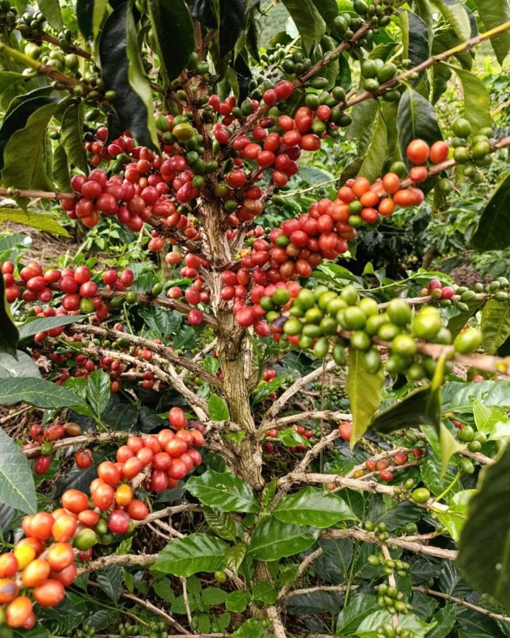COLOMBIA Neider Criollo -Pink Bourbon- 150g