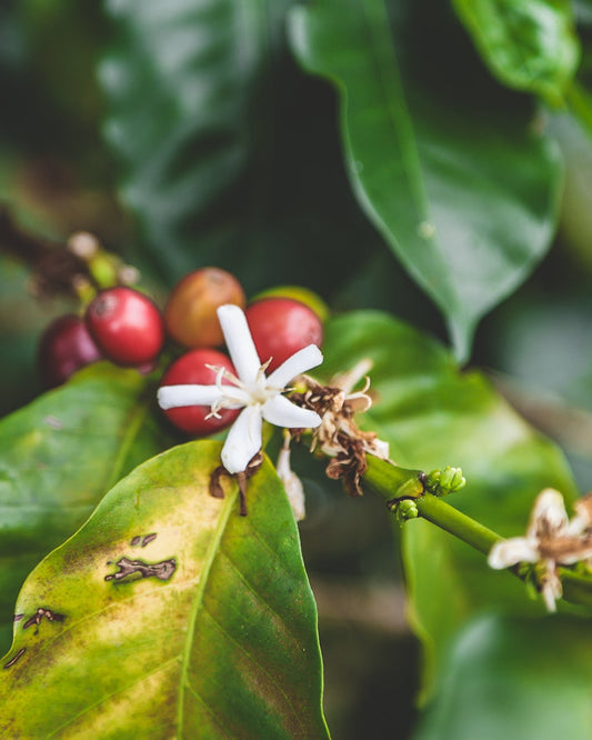COLOMBIA El Brillante -Geisha- 150g